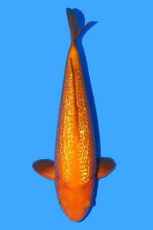 Dainichi Gin Rin Yellow Monkey 40cm