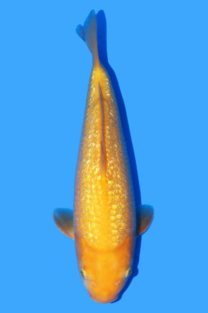 Dainichi Gin Rin Yellow Monkey 38cm