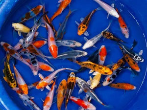 Breeder - Yamasan Size - 12-15cm £30.00 Each or 4 x for £100.00. Delivery available at checkout if required.  Picture and Video examples of koi.