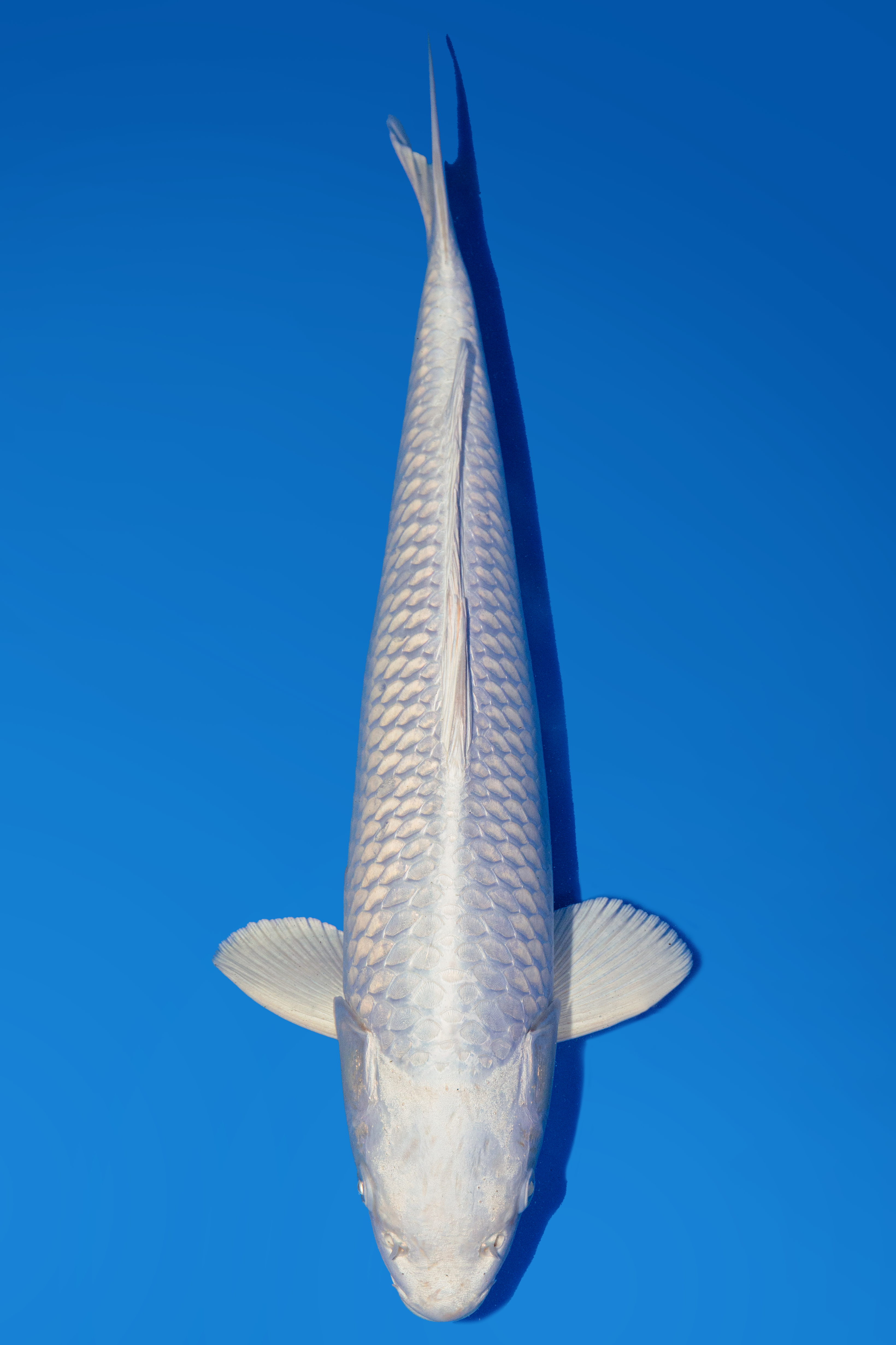 Sakazume Purachina 45cm.