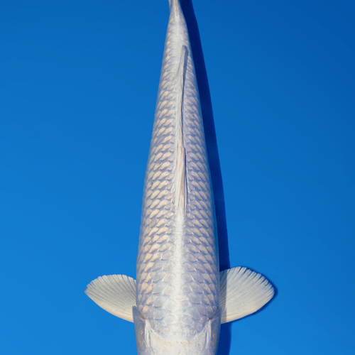 Sakazume Purachina 45cm.