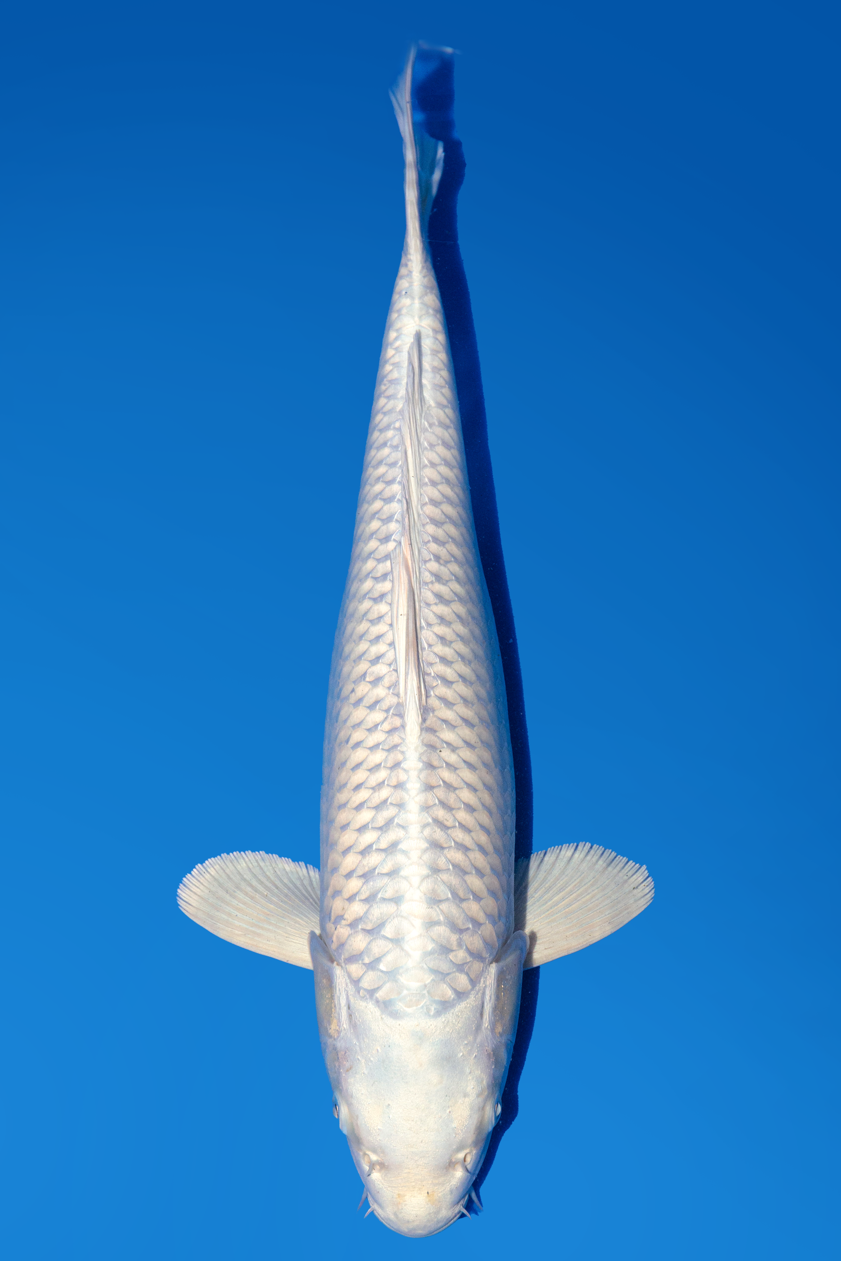 Sakazume Purachina 44cm