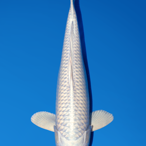 Sakazume Purachina 44cm