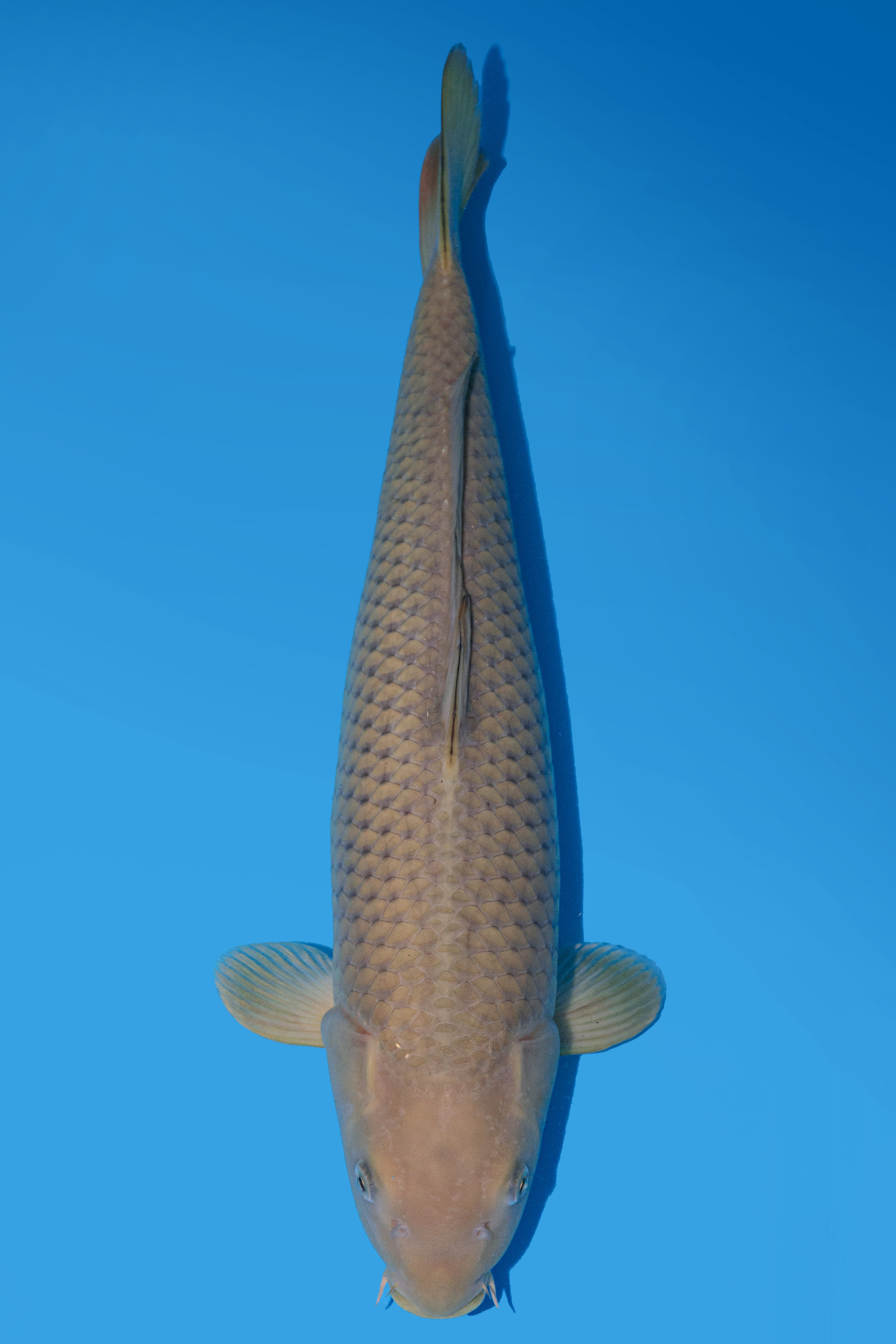 Marusei Chagoi 44cm.