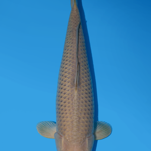 Marusei Chagoi 44cm.