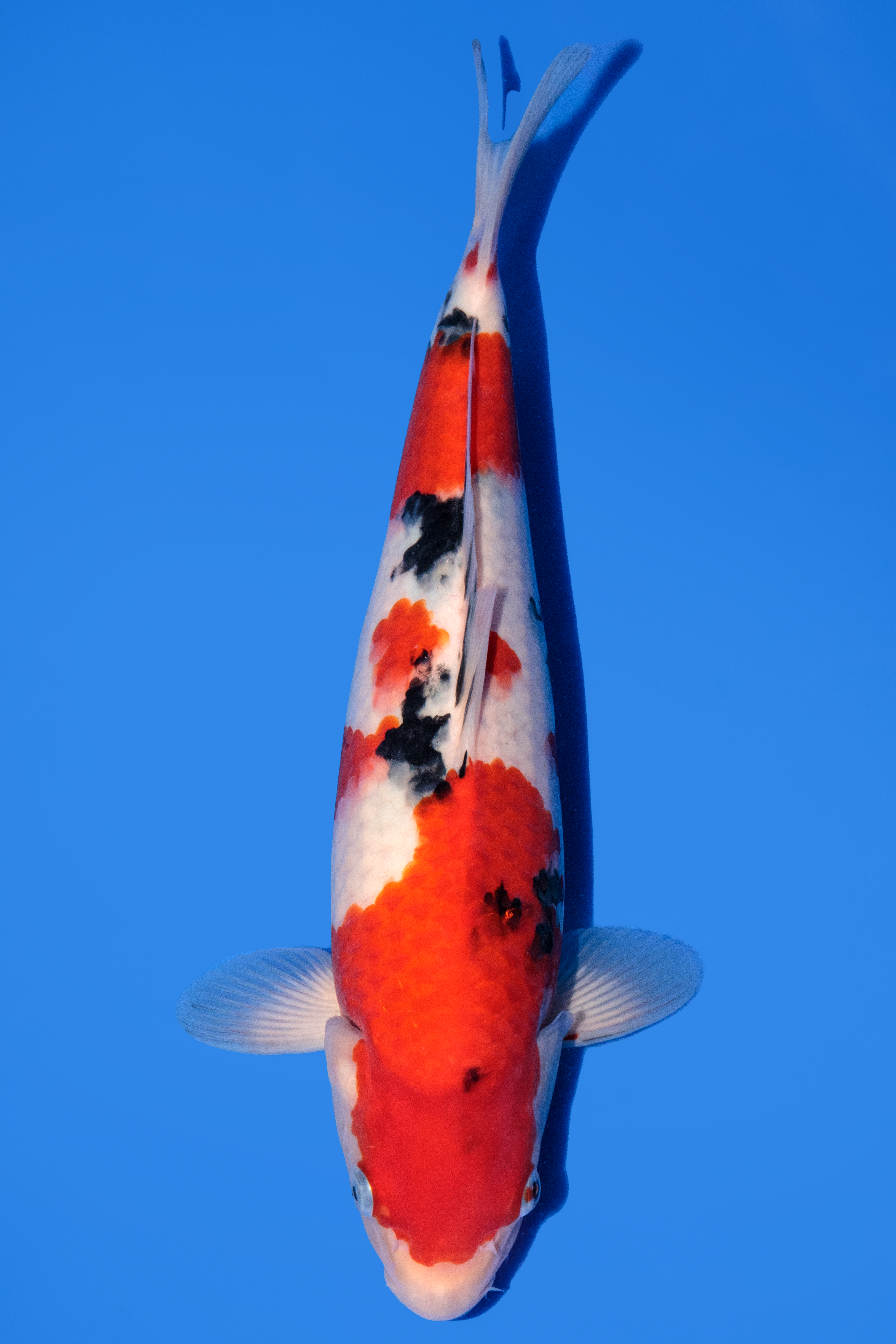 Momotaro Sanke 33cm.