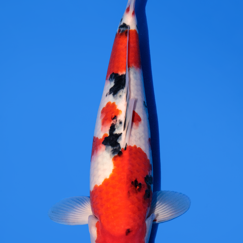 Momotaro Sanke 33cm.