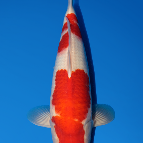 Momotaro Kohaku 38cm