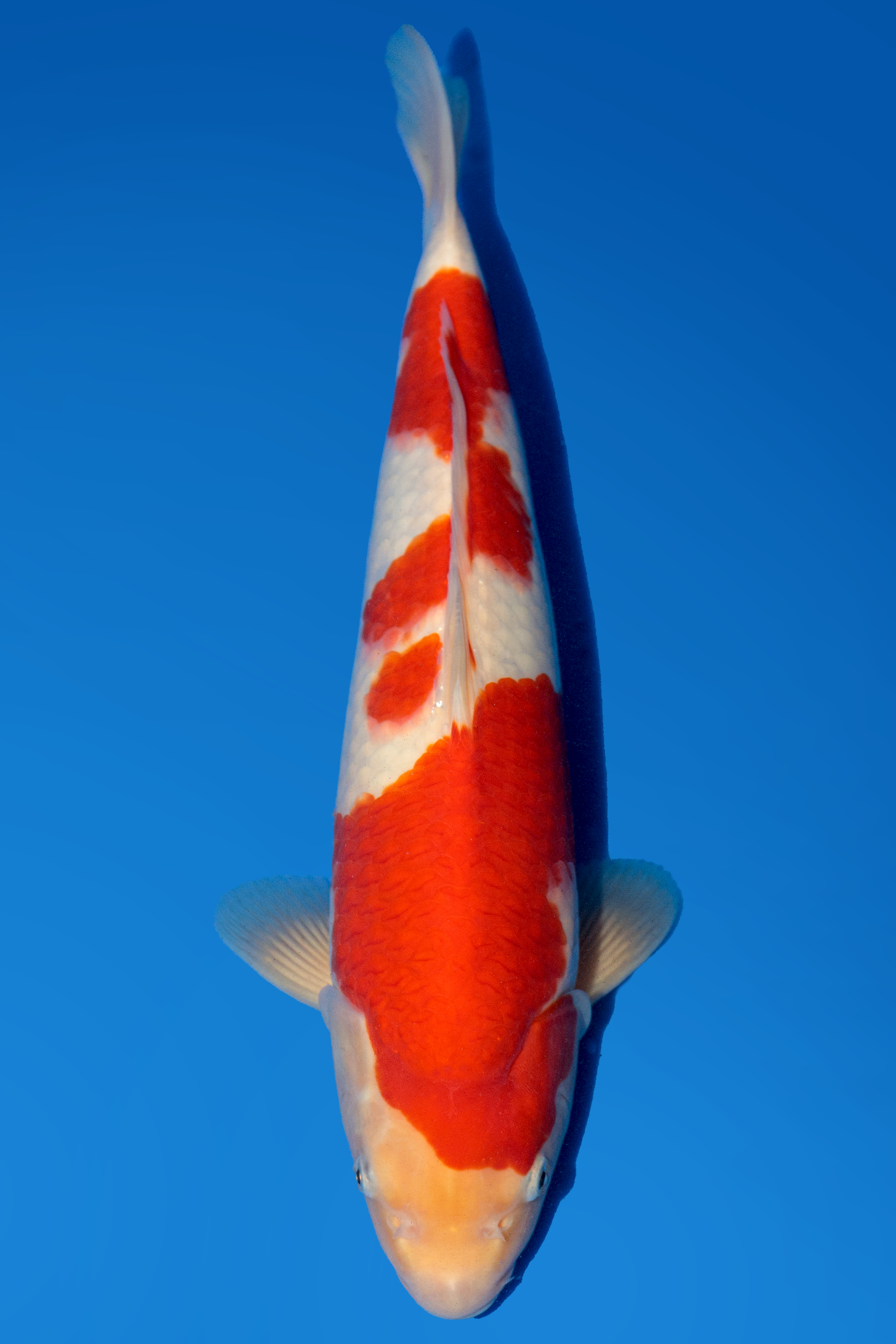 Momotaro Kohaku 39cm