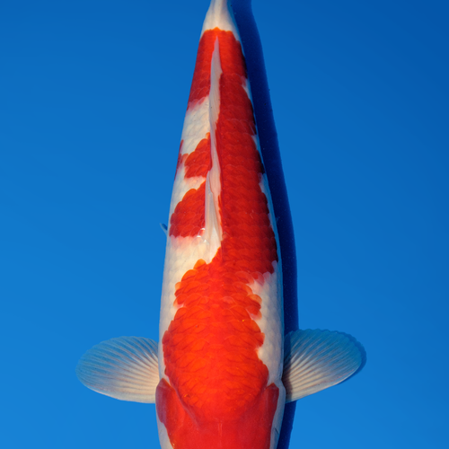 Momotaro Kohaku 41cm