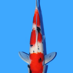 Taniguchi Sanke 34Cm