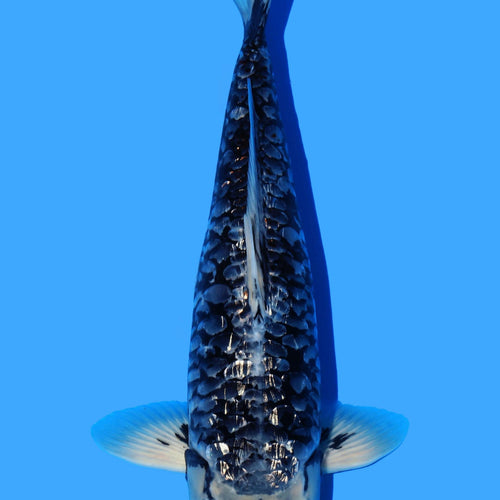 Takatatsu Black Dragon 41cm