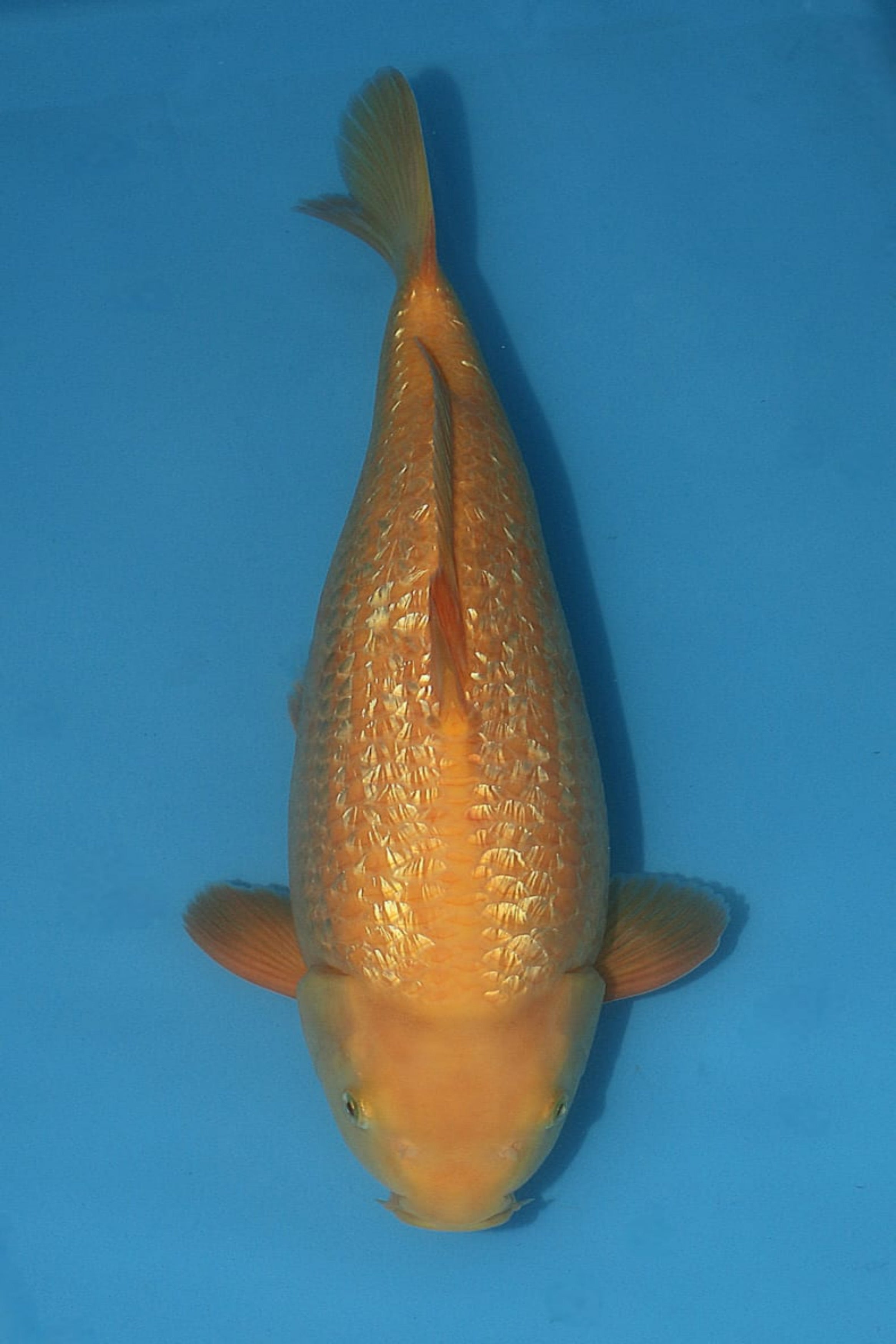 Dainichi Gin Rin Yellow Monkey 42cm