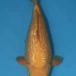 Dainichi Gin Rin Yellow Monkey 42cm