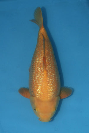 Dainichi Gin Rin Yellow Monkey 42cm