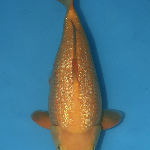 Dainichi Gin Rin Yellow Monkey 42cm