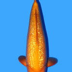 Dainichi Gin Rin Yellow Monkey 40cm