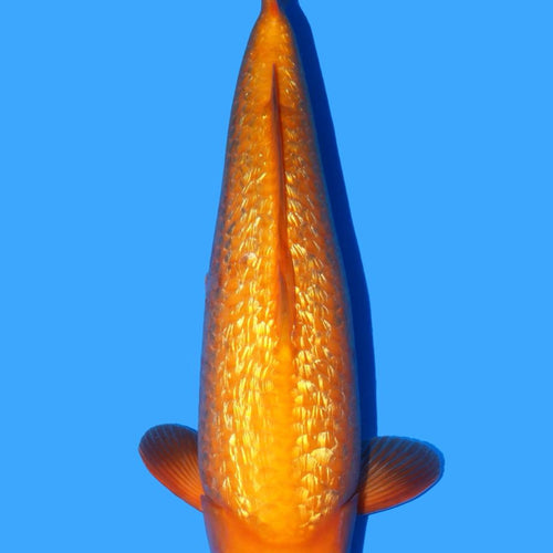 Dainichi Gin Rin Yellow Monkey 40cm