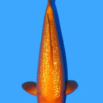 Dainichi Gin Rin Yellow Monkey 40cm