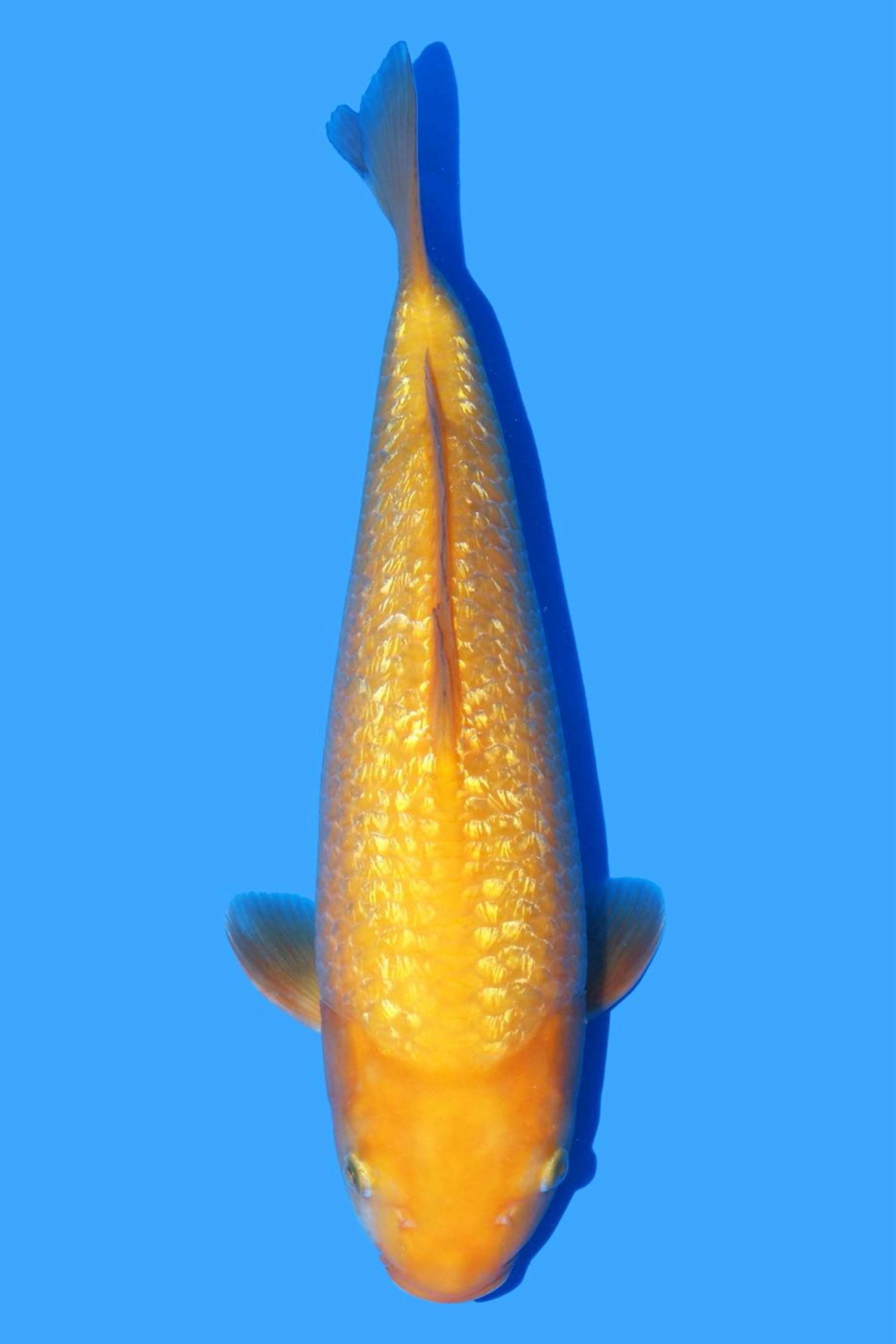 Dainichi Gin Rin Yellow Monkey 38cm