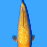 Dainichi Gin Rin Yellow Monkey 38cm