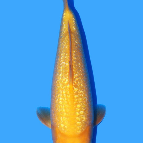 Dainichi Gin Rin Yellow Monkey 38cm