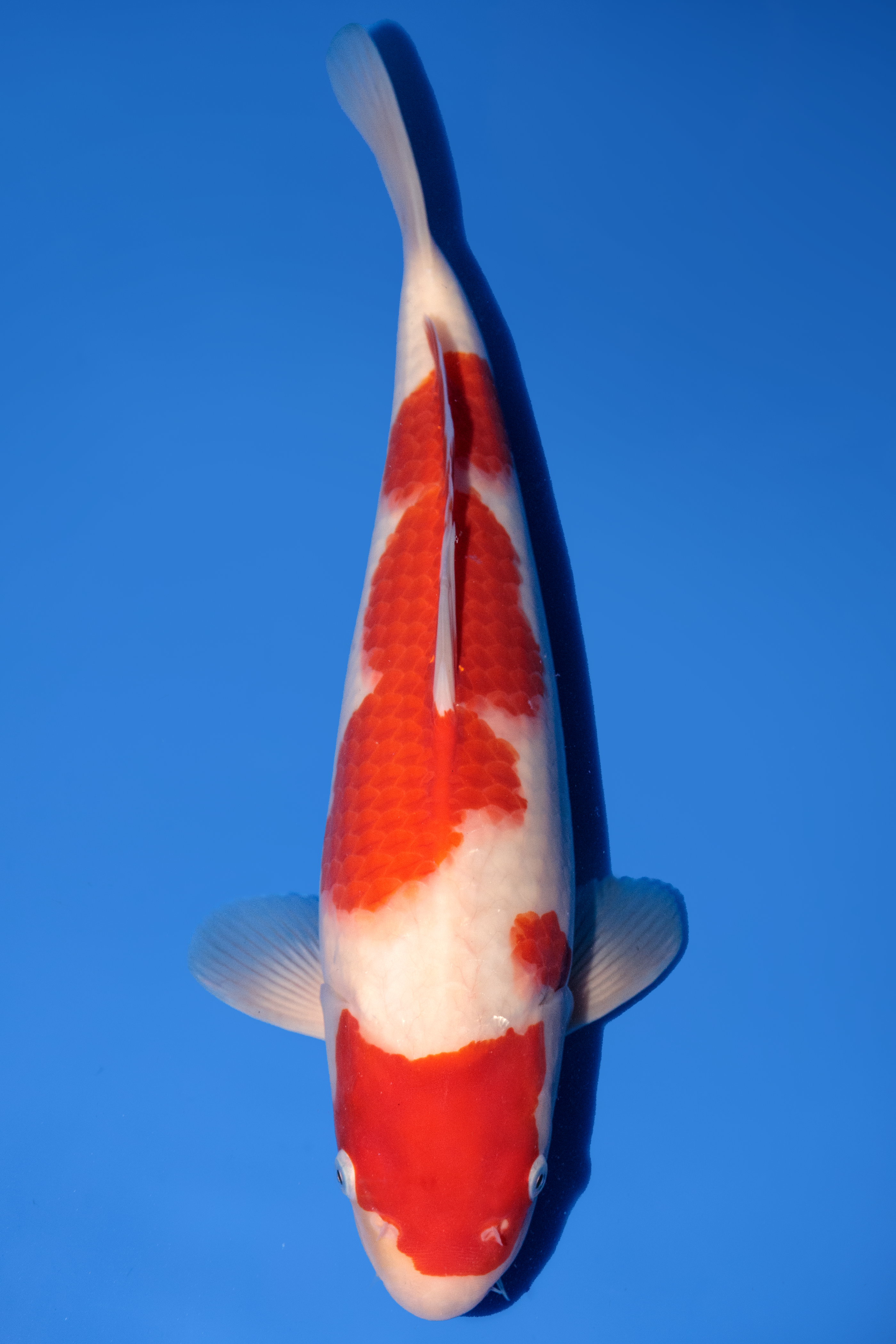 Momotaro Kohaku 40cm