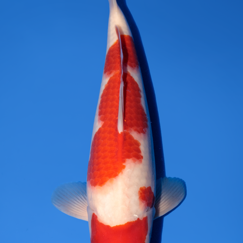 Momotaro Kohaku 40cm