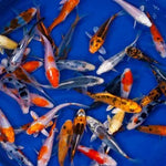 Breeder - Yamasan Size - 12-15cm £30.00 Each or 4 x for £100.00. Delivery available at checkout if required.  Picture and Video examples of koi.