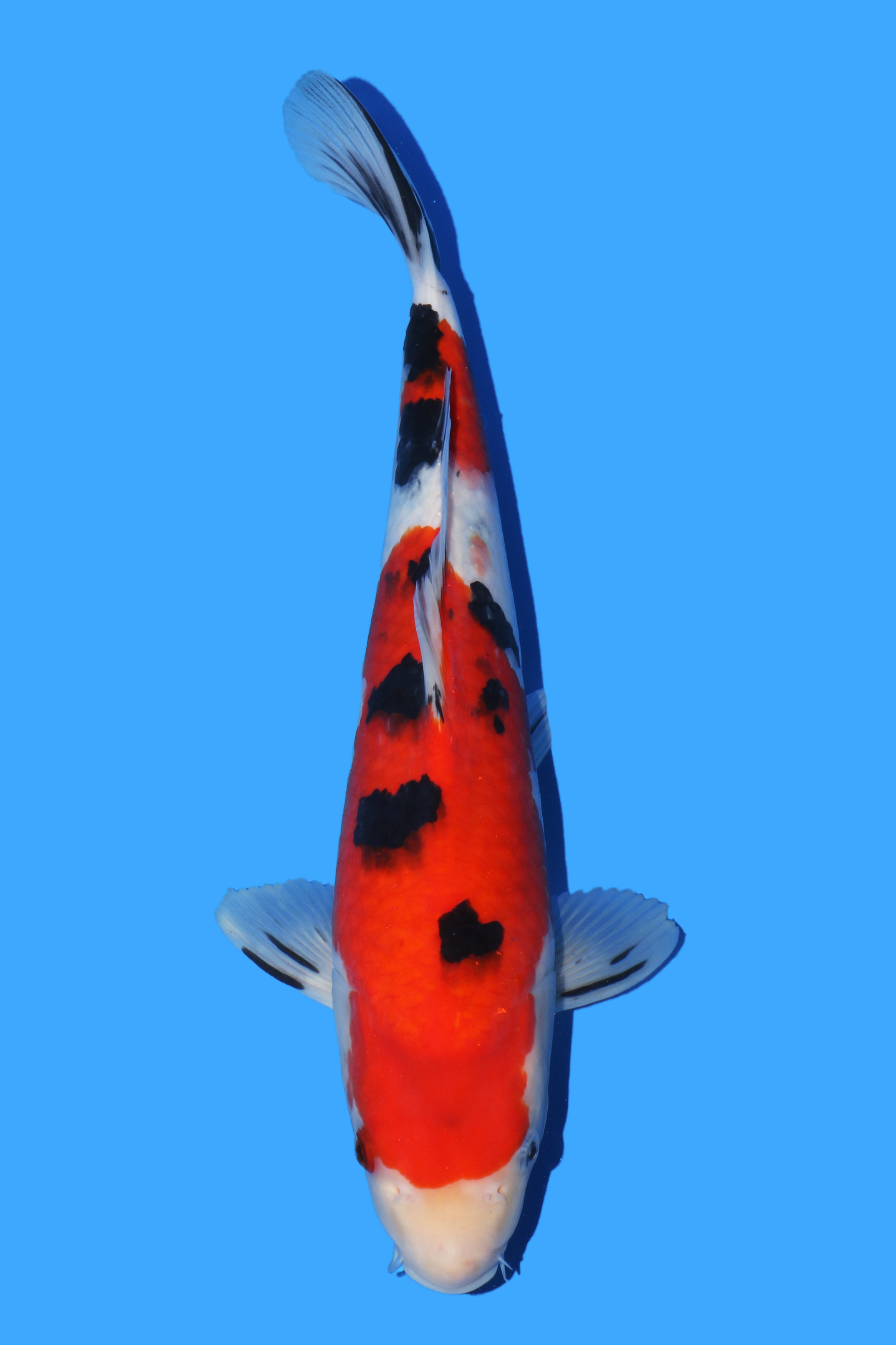 Sakai FF Dragon Ball sanke 37cm