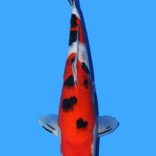 Sakai FF Dragon Ball sanke 37cm