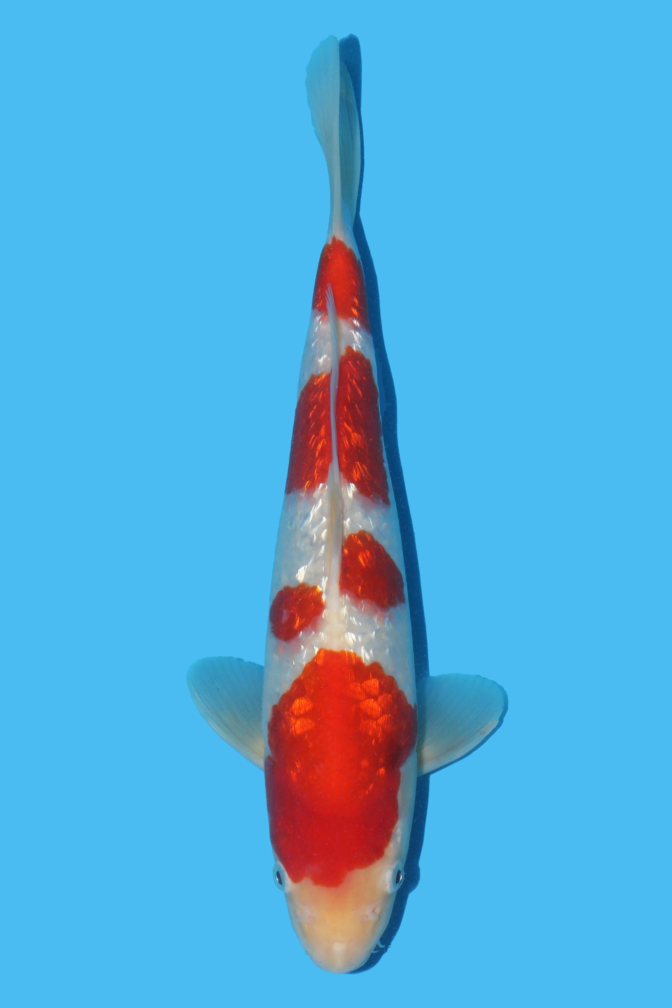 Taniguchi Gin Rin Kohaku Nisai 32cm