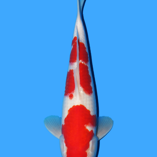 Taniguchi Kohaku 34cm.